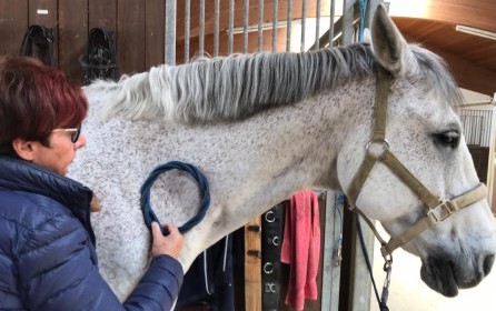 GSG-Therapie-Equitron-Behandlung-Bayern-Pferdetherapeut
